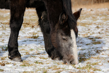 Fototapeta premium 馬