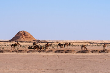 Desert road under blue sky in southern Algeria
Camels grazing in the Algerian desert under blue sky