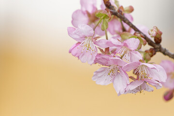 河津桜クローズアップ