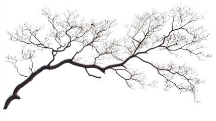 Obraz premium Elegant Bare Tree Branch with Delicate Twigs Against White Background