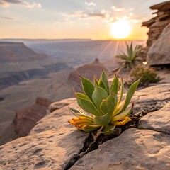 Grand canyon sunset with succulent plant on the edge of the canyon rim