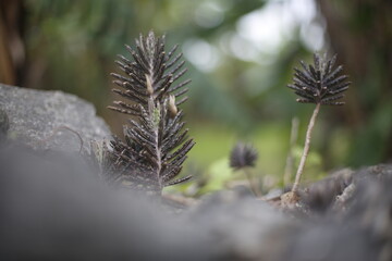 石垣島の石垣の間から伸びるキンチョウの葉