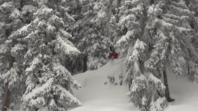 Ski poudreuse freeride en for&ecirc;t