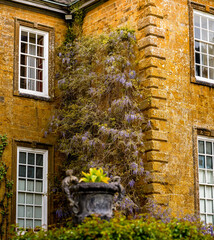Golden Cotswold limestone façade draped with lilac wisteria beside tall Georgian sash windows and...