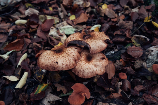 A honey fungus (Armillaria spp.) growing in the forest on a sunny day. The warm sunlight highlights the yellowish-brown caps of the mushrooms, creating a striking contrast against the forest floor