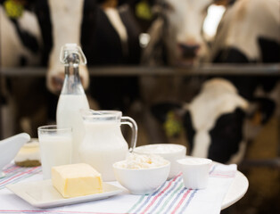 Milk, cottage cheese, cream, cheese on table against background of cows