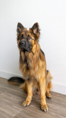 A large brown and black dog is sitting on a wooden floor
