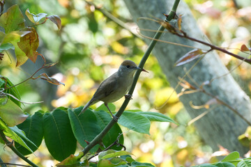 Bird on a branch. Typical warbler (Sylvia) in nature