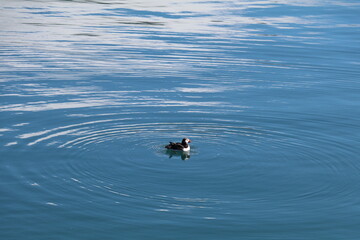Solitary Atlantic puffin floating on calm blue water off the coast of Iceland with ripples radiating away from the subject that is in the center of the image