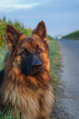 A brown and black dog with long hair is laying on the grass