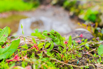 モリアオガエルの交尾