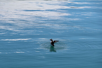 Solitary puffin upright with flapping wings on calm blue water with ripples radiating away from the subject in the center of the image
