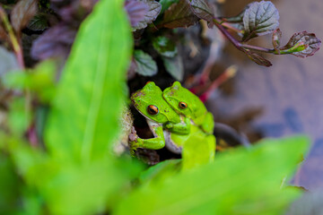 モリアオガエルの交尾
