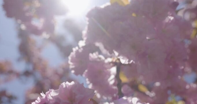 Arbre en fleur au printemps
