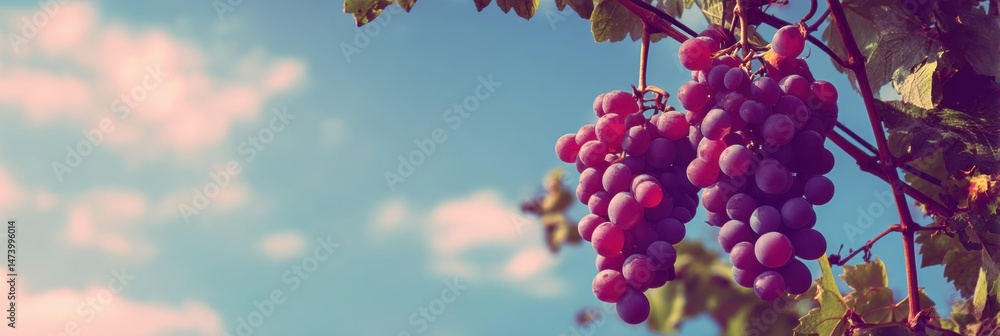 Aufkleber Clusters of Ripe Grapes Hang From the Vine Under a Soft Gradient Sky at Golden Hour in a Tranquil Vineyard Setting