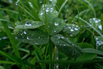 Water drops on green grass. Raindrops on green leaves of clover. Close up.