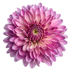 chrysanthemum flower isolated on white background, png