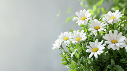 Beautiful cluster of white daisies surrounded by lush green leaves, creating serene and cheerful atmosphere