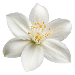 Obraz premium Jasmine flower isolated on white background