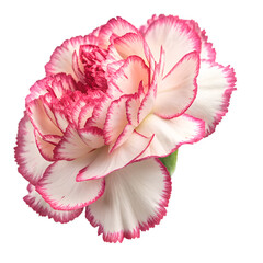 Carnation flower isolated on white background