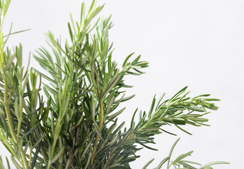 Fresh green rosemary sprigs against white closeup. Aromatic herb for culinary