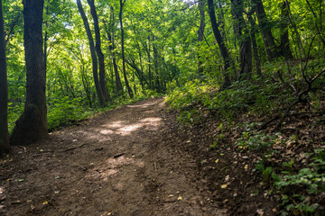 Forrest in National Park Fruska Gora Mountain, Serbia. Trees, vegetation and green leaves with paths for hiking in the nature, for healthy life. Natural background.