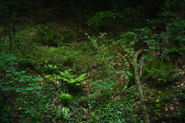Forrest in National Park Fruska Gora Mountain, Serbia. Trees, vegetation and green leaves with paths for hiking in the nature, for healthy life. Natural background.