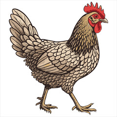 Chicken Vector