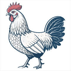 Chicken Vector