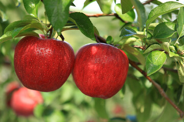 Ripe apples in orchard ready for harvesting