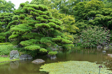 Traditional Japanese Garden and Koi Pond in Tokyo, Japan