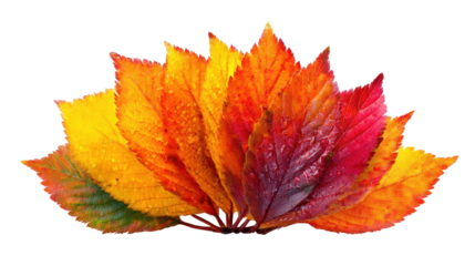 Colorful autumn leaves arranged in a fan shape. transparent background