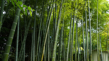 Lush Bamboo Forest in Japan