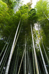 Lush Bamboo Forest in Japan