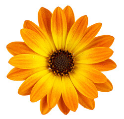 Beautiful sunny daisy (Marguerite) with water droplets in top view. Cut out, including clipping path.
