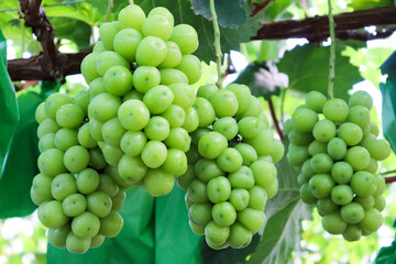 Beautiful grape plantation with bunches of fruits