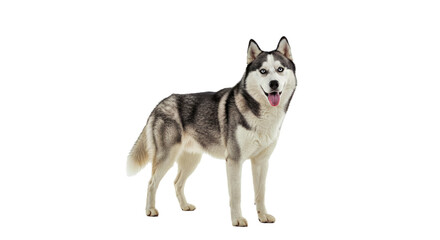 Obraz premium Siberian Husky Standing Alert Friendly Expression Tail Carried Over Back White Background