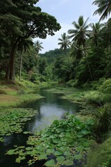 Naklejka premium Lush tropical river scene with palm trees and lily pads