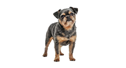 Affenpinscher Dog Standing Alertly on a Seamless White Background Studio Photo