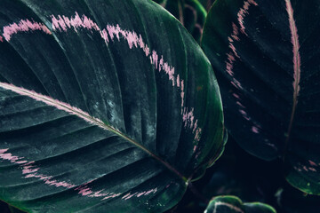 Group background of dark green tropical leaves. Green leaves pattern background. Green leaf texture,