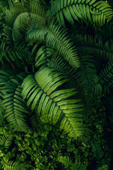 Group background of dark green tropical leaves. Green leaves pattern background. Green leaf texture,