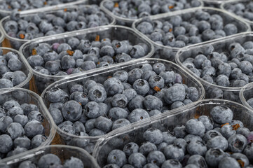 Borówka amerykańska w pojemnikach 250g