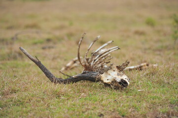 Close  up photo of deer skull  laying abandoned in Alas Purwo National Park, East Java, Indonesia. 