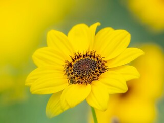 夏から秋の公園や花壇を彩るミニヒマワリのある風景。自然風景素材。繊細なしべのある様子。