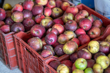 Cagettes en plastique de pommes fraichement cueillies. Les pommes sont rouge et jaune, stockées à l'ombre dans un cellier pour être consommées ou pressées.