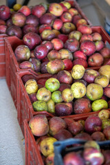 Cagettes en plastique de pommes fraichement cueillies. Les pommes sont rouge et jaune, stockées à l'ombre dans un cellier pour être consommées ou pressées.