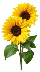 Obraz premium Two vibrant sunflowers with bright yellow petals and dark centers stand tall against a clean white background, complemented by lush green leaves on a slender stem.