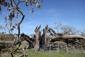 An old oak tree destroyed by a lightning strike is cordoned off for public safety