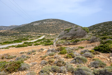 An old leaning tree on the island of Amorgos. Cyclades, Greece