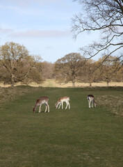 Three fallow deer (Dama dama) grazing in the park.